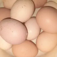 تخم لطفه دار برهما