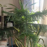 کاج مطبق دوعدد در یک گلدان