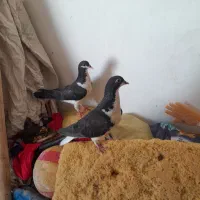سده کلاغ دم گم شده هرکی،گرفته بپولش،یاصیدش