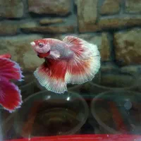 ماهی زینتی|ماهی|سبزوار, پیام|دیوار