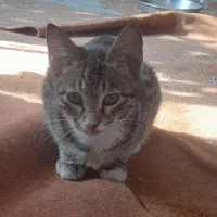 گربه ناز