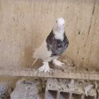 طوقی
