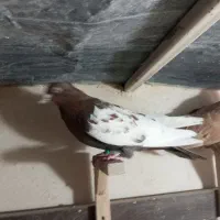 سینه تافته ای و زرد دم سفید|پرنده|شیراز, کوزه گری|دیوار