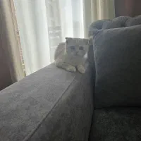 لئو چهار ماهه