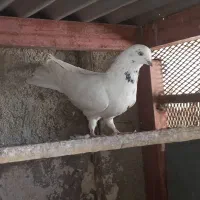 کبوتر پرشی نر