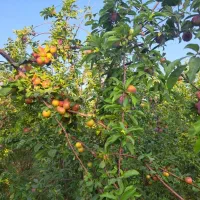 خونه باغ در روستای زیبای کریک بهترین لوکیشن|فروش خانه و ویلا|سی‌سخت, |دیوار