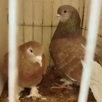 یک جفت سرخ اصیل پرشی ساعت سنگین