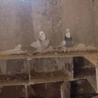 کفتر|پرنده|سراوان, |دیوار