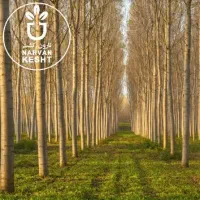 خرید همه نوع چوب|خدمات باغبانی و درختکاری|اردبیل, |دیوار