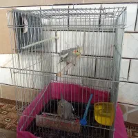 دوعددعروس هلندی