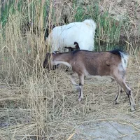 بز افغانی نر