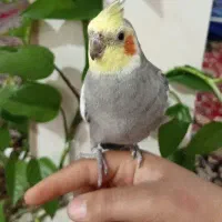 سه تا عروس هلندی