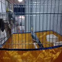 دو عدد عروس هلندی نر  و ماده