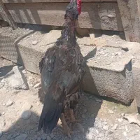 خروس سیاه پرمرغی|حیوانات مزرعه|تخت, |دیوار