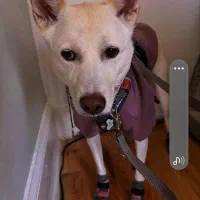 سگ پا کوتاه