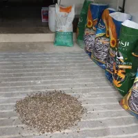 پخش تخمه  چینی وخوی|عمدهفروشی|قیدار, |دیوار