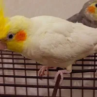 عروس هلندی خوش زبان و بانمک ،