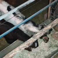 کره کهره گوسفند بز|حیوانات مزرعه|راین, |دیوار