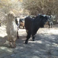 دوبر، بزغاله|حیوانات مزرعه|فریدونشهر, |دیوار