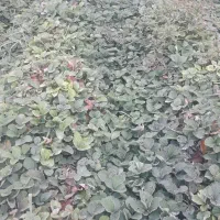 نهال سابرینا با بهترین کیفیت|گل و گیاه طبیعی|گلستان (تهران), |دیوار