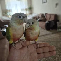 طوطی گرین‌چیک آناناسی ردفکتورحلقه‌دار،نروماده5ماهه