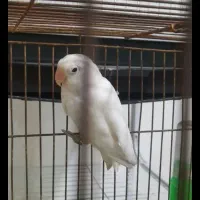 طوطی