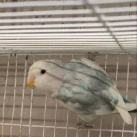 برزیلی نژاد دار