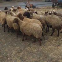 تعداد۱۹راس میش ابستن ،مالچه ،برای داشت|حیوانات مزرعه|سنندج, |دیوار