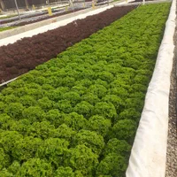 اجار ه و فروش گلخانه هیدروپونیک  کاهو فرانسوی|فروش دفتر صنعتی، کشاورزی، تجاری|گرمدره, |دیوار