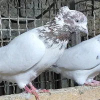 کبوتر  پروازی اس|پرنده|قائم‌شهر, |دیوار