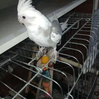 عروس هلندی|پرنده|اندیمشک, |دیوار