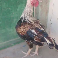 سلام خروس محلی