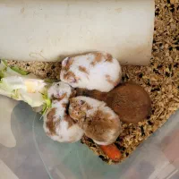 همستر طلایی|موش و خرگوش|ارومیه, |دیوار