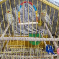 عروس هلندی برای فروش بالغ