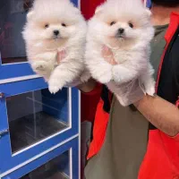 توله سگ های پامر روباهی