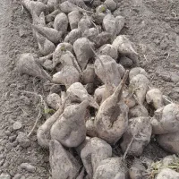 خرید چغندر قند بصورت نقدی