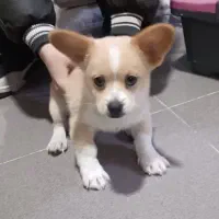 سگ پا کوتاه