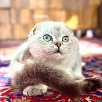 گربه اسکاتیش ماده با لوازم رنگ سیلور چشم آکوآ