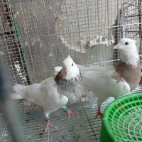 حراج کبوتر طوقی|پرنده|خورموج, |دیوار