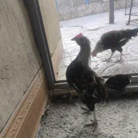 خروس محلی|حیوانات مزرعه|جوانرود, |دیوار