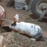 خرگوش