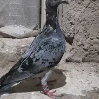 آلمانی خارجی