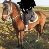 اسب|اسب و تجهیزات اسب‌سواری|رزن, |دیوار