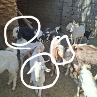 فروش چند عدد گوسفند