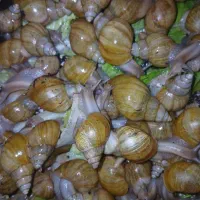 فروش حلزون آچاتینا(آلبینو)