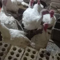 بوقلمون گوشتی|حیوانات مزرعه|انبارآلوم, |دیوار