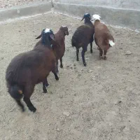 بره نره وماده