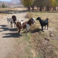 بز نژدی|حیوانات مزرعه|بیرانوند, |دیوار