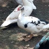 تعدادی اردک اسرائیلی بالغ ونیمچه