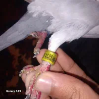 ماده پرینت داره